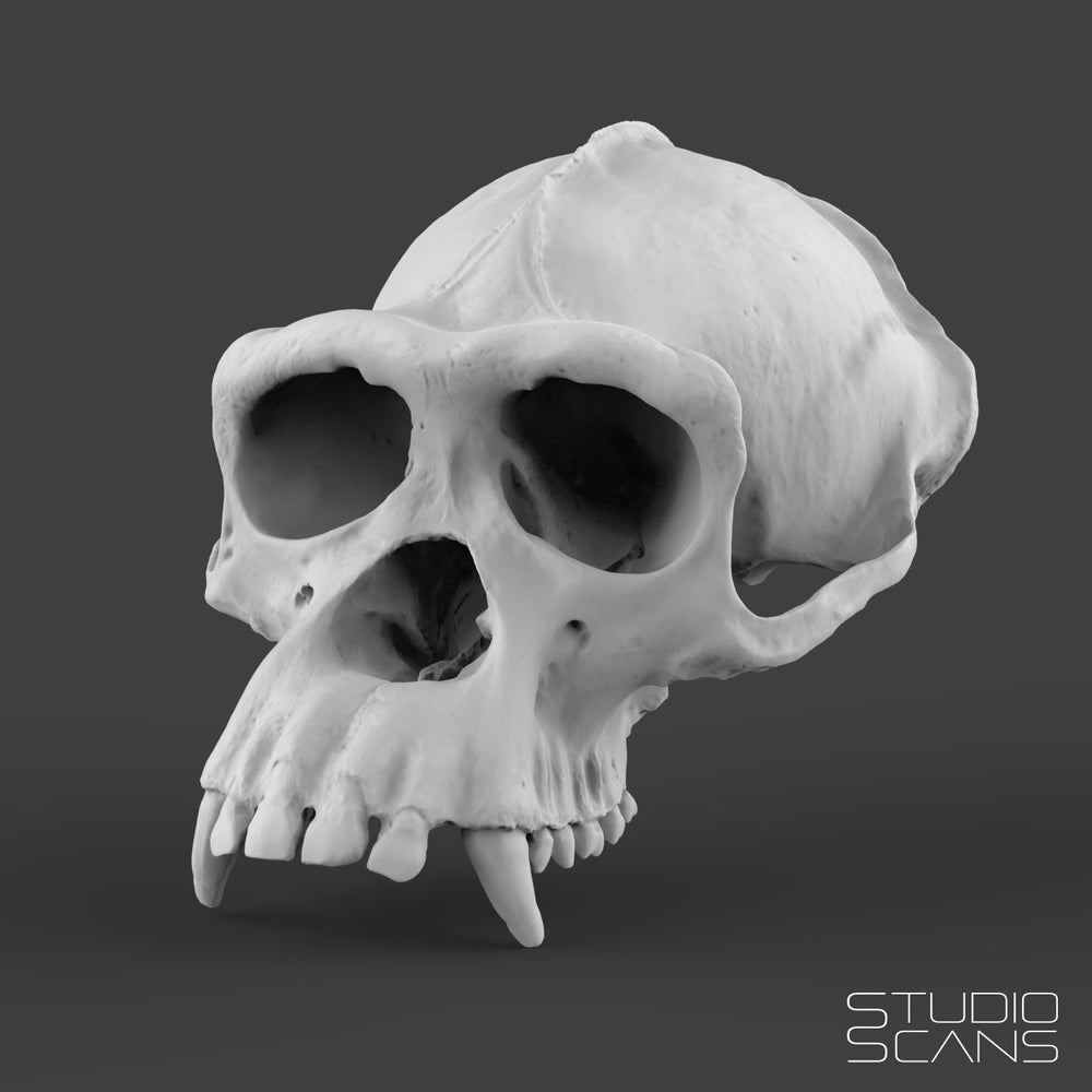 Chimpanzee Skull 3D Scan