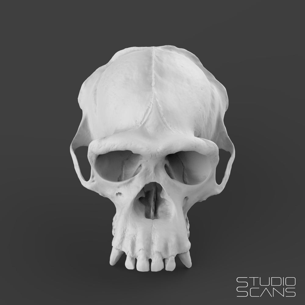 Chimpanzee Skull 3D Scan