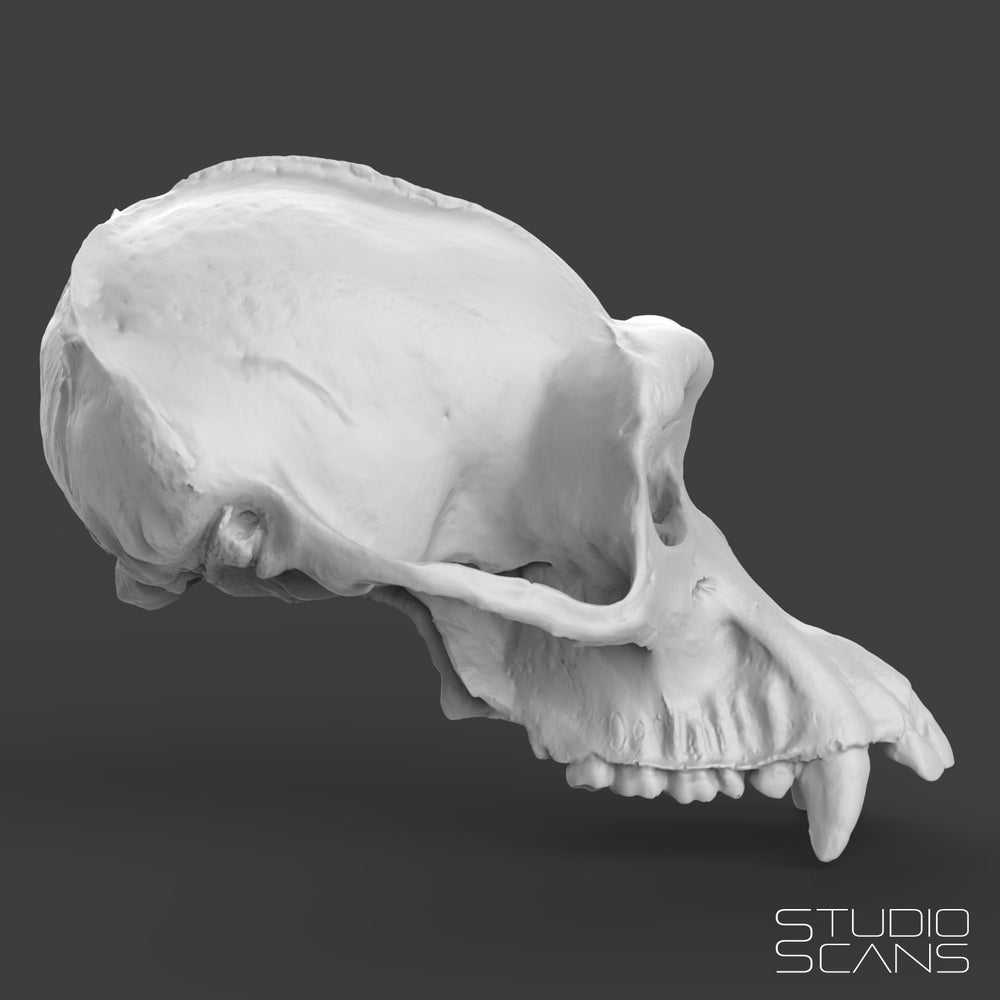Chimpanzee Skull 3D Scan
