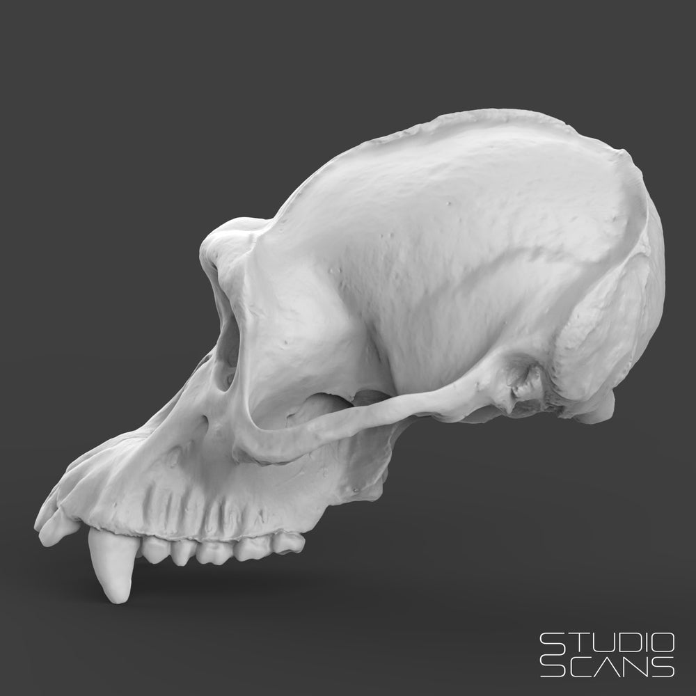 Chimpanzee Skull 3D Scan