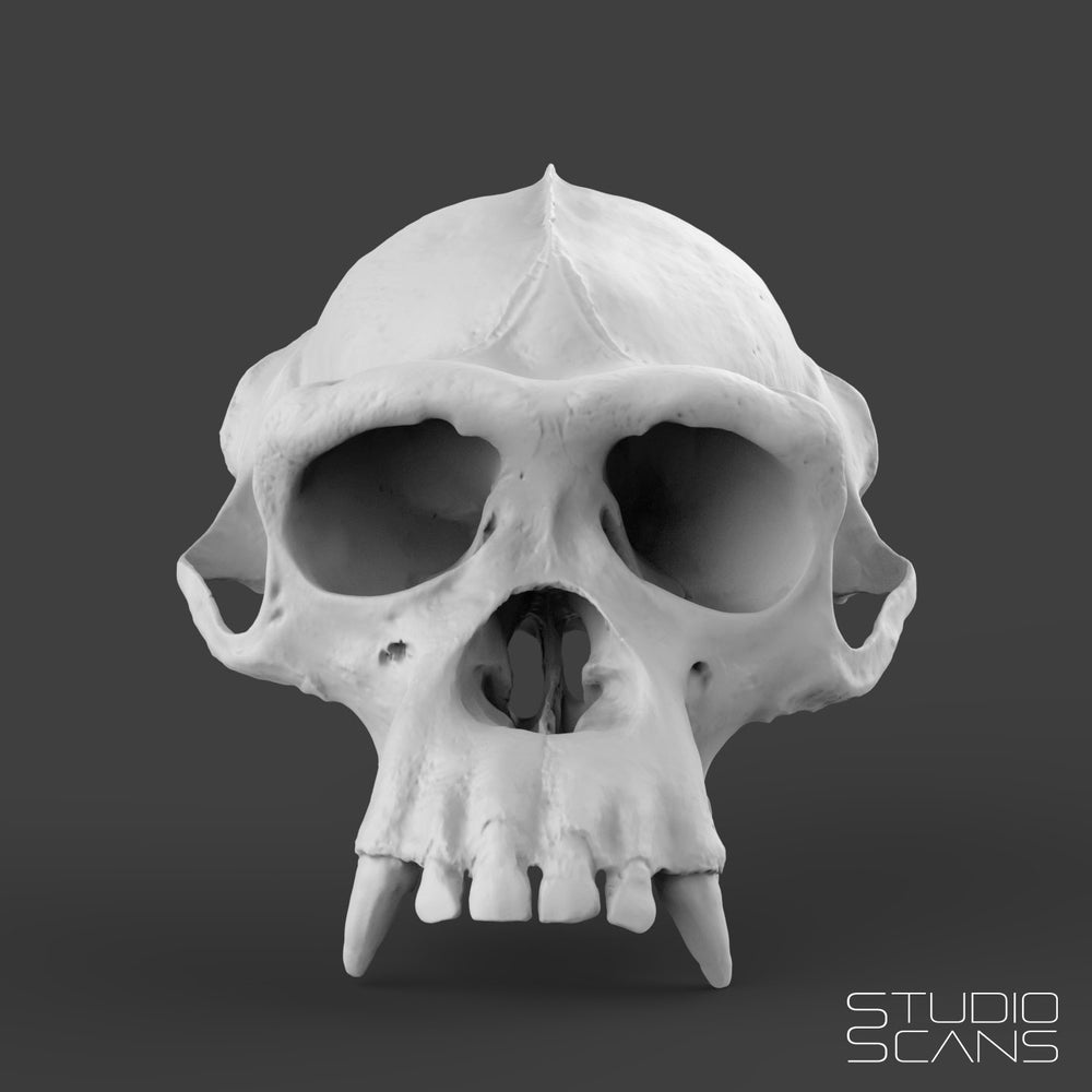 Chimpanzee Skull 3D Scan