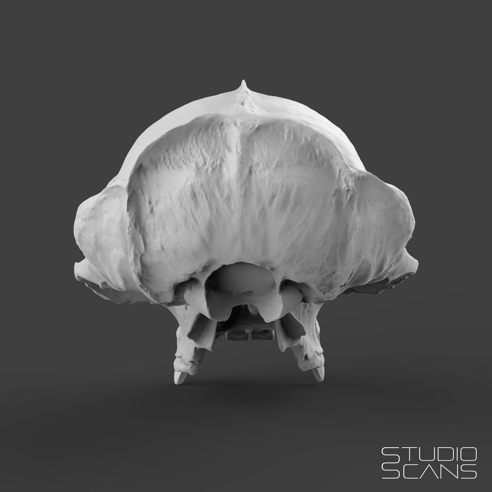 Chimpanzee Skull 3D Scan
